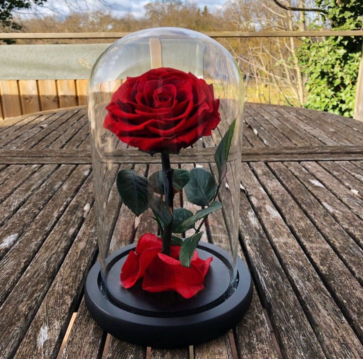 Rosas preservadas